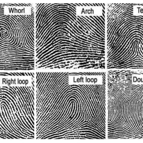 Major Fingerprint Types: Whorl, Arc, Tent, Right loop, Left loop, and ...