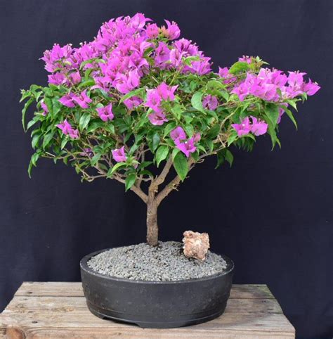 Flowering Purple Bougainvillea Bonsai Tree Bougainvillea Spectabilis