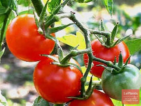 Томат 'Бетта' — описание сорта, характеристики | на LePlants.ru