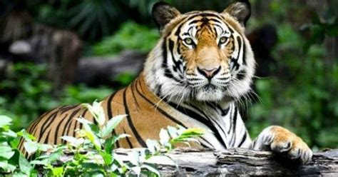 After Avni Another Tigress Killed This Time In Designated Dudhwa Tiger Reserve In Up