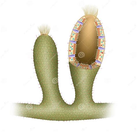 Simple Sponge Anatomy. Asconoid Sponge Stock Illustration ...