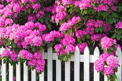 Best Plants For Fence Line: 7 Ways To Add Privacy And Beauty