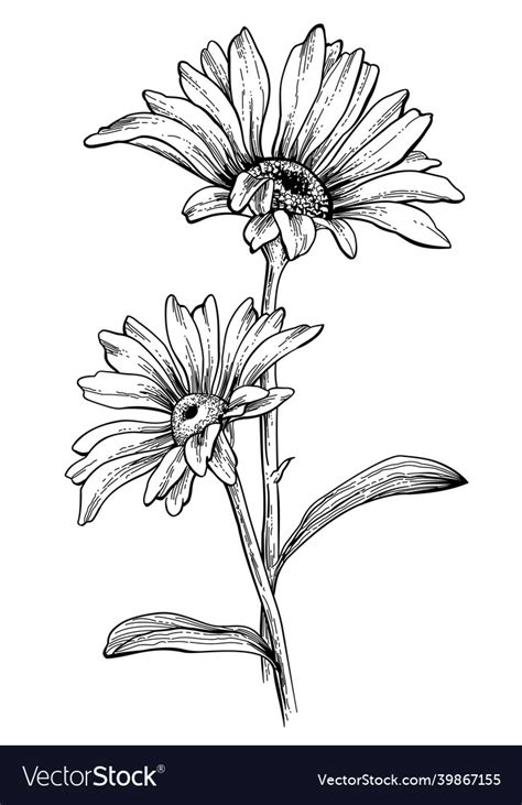 Black and white hand drawn sketch of a sunflower Vector Image