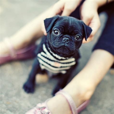 i love pugs: baby pug