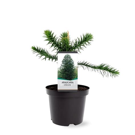 Araucaria Araucana Plant Wholesale Floraccess