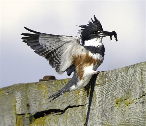 Kingfisher