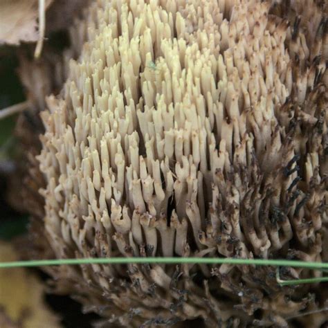 Upright Coral Fungus From