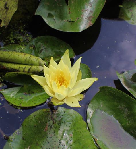 Water Lily Flower Yellow - Free photo on Pixabay