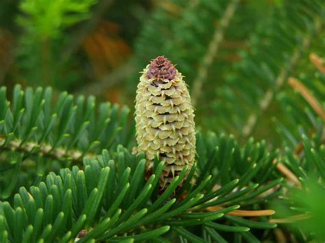 Fraser Fir Tree: Can You Grow It In Your Yard? - Arbor Facts