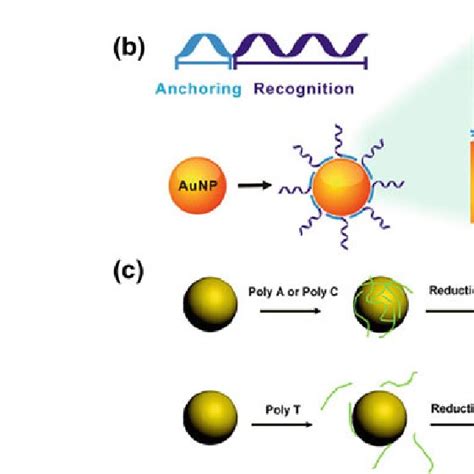 Functionalization Of Dna On Aunps Through A Thiolau Interaction B