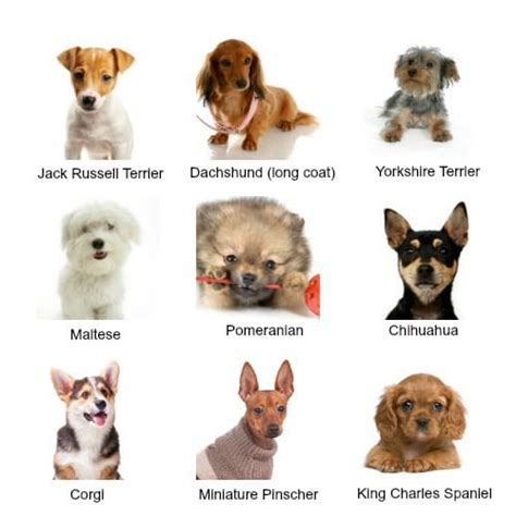 Types Of Small Dogs