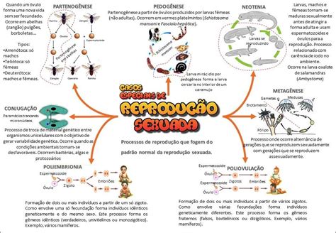 Mapas Mentais Sobre ReproduÇÃo Sexuada Study Maps