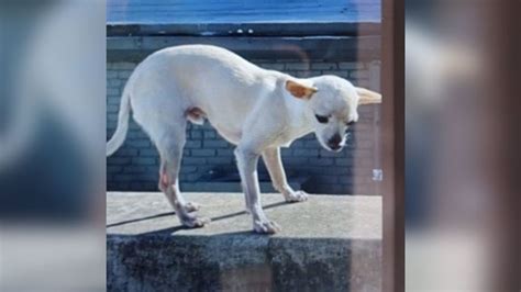 Hombre Pide Ayuda Para Encontrar A Su Mascota Que Fue Hurtada En Medio