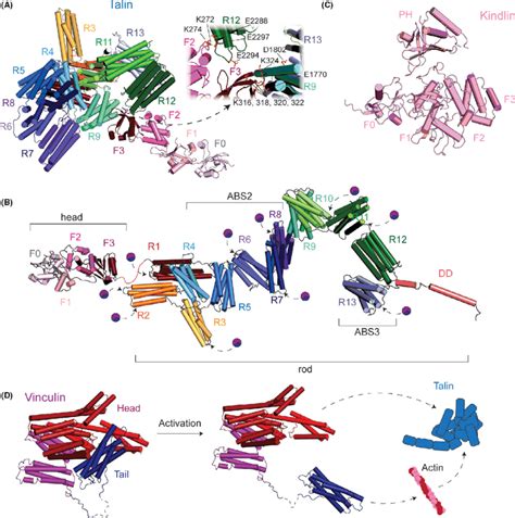 Domain Architecture Of Talin Kindlin And Vinculin A Talin Consists