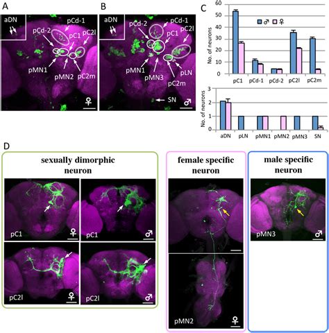 Sex Differences In Dsx Gal4 Expressing Neurons A B Posterior View Download Scientific