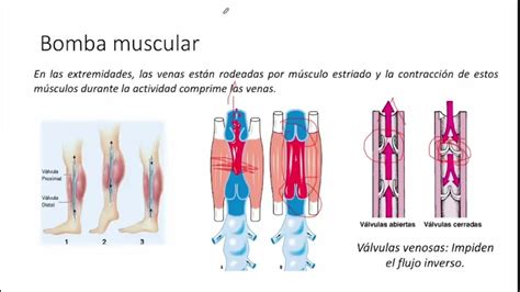 Sistema cardiovascular Hemodinamia Circulación venosa bombas del