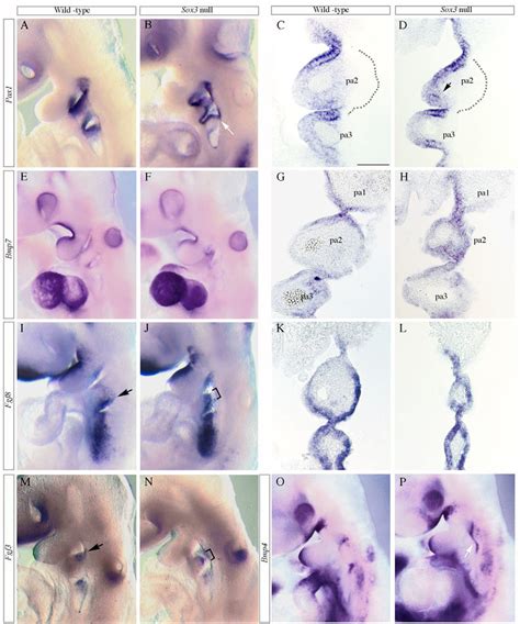 Marker Analysis In Mouse Pharyngeal Pouches At 9 5 Dpc A B Pax1 In