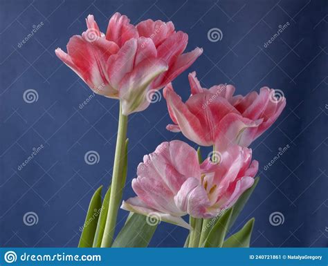 Delicate White And Pink Freshly Cut Tulips On A Light Blue Background