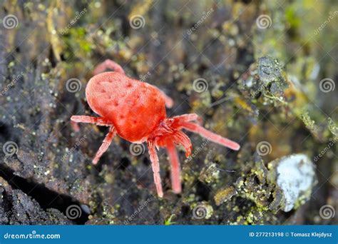 Velvet Mite Red Mite Velvet Mites Trombidium Spec Trombidium Cf