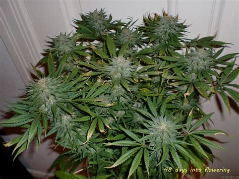 Strain Gallery Northern Light Blue Delicious Seeds PIC