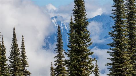 Mount Revelstoke National Park Tours - Book Now | Expedia