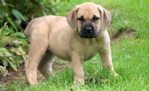 Boerboel dog breed: characteristics, appearance, history and pictures