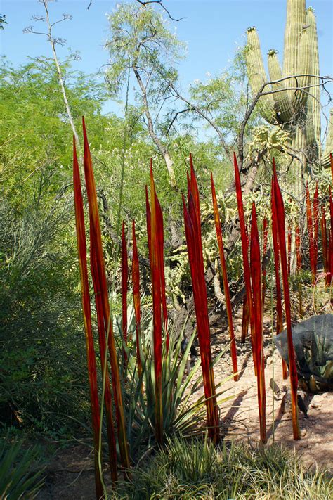 Chihuly Glass Sculptures At Desert Botanical Garden Flickr