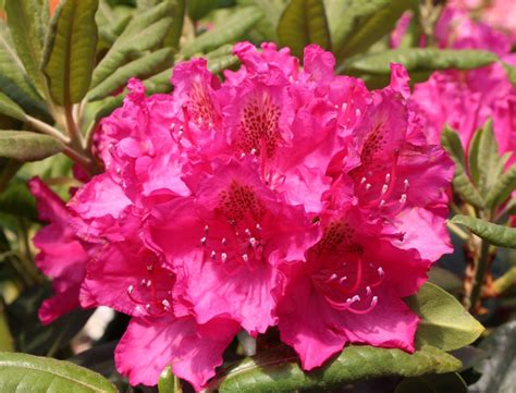 Рододендрон Американ Бьюти (75 фото) - фото - картинки и рисунки ...