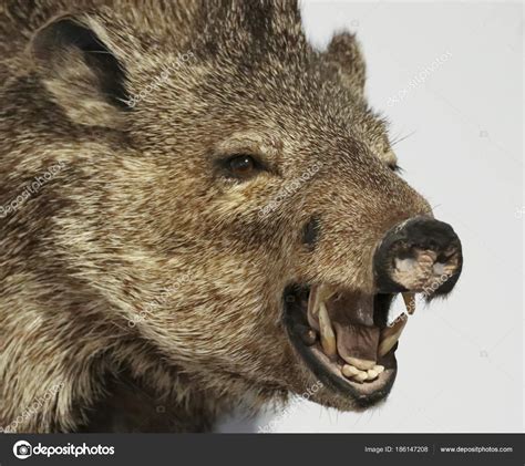 Javelina Teeth