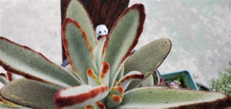 Fuzzy Panda Plant One Of My Favorite Succulents In My Yard Josh