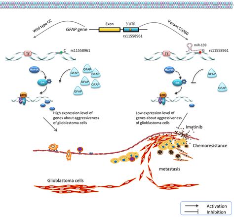 A Novel Functional Polymorphism Of GFAP Decrease Glioblastoma