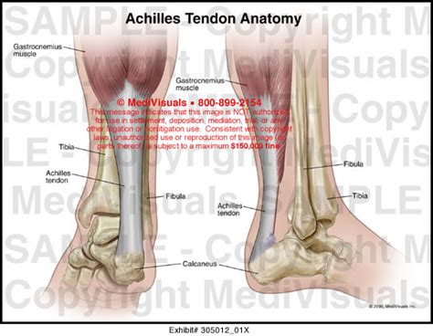 Achilles Tendon Anatomy Medical Illustration Medivisuals