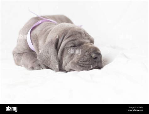 Grey Great Dane Purebred Puppy Sleeping On White Stock Photo Alamy