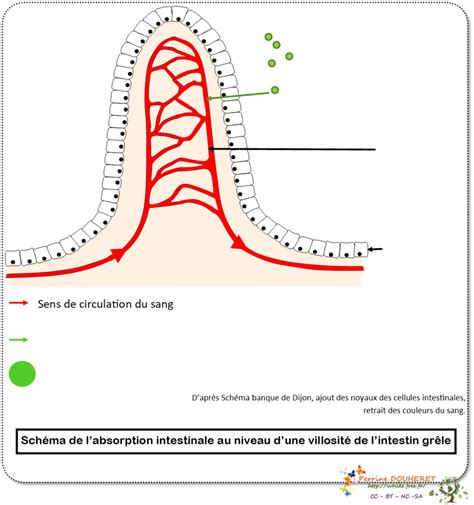 Villosité intestinale Diagram Quizlet