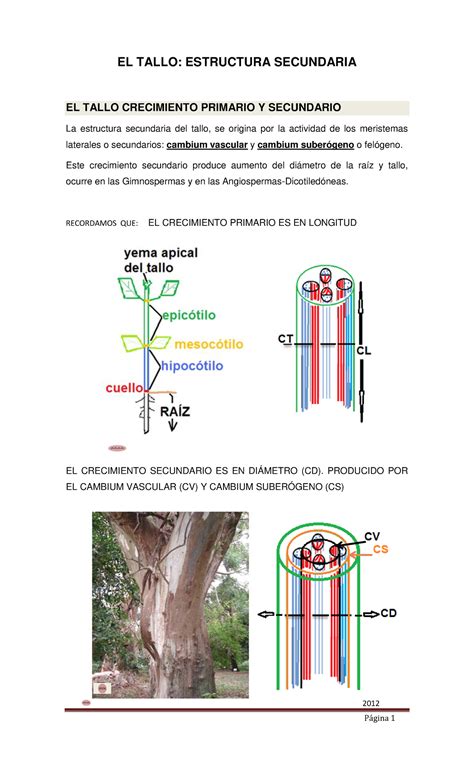 Pr Cticas De Tallo El Tallo Estructura Secundaria