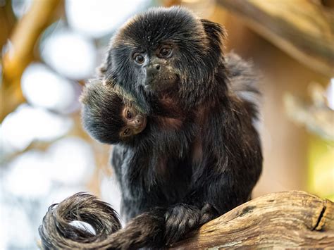 Ffchen Nachwuchs Springtamarin Im Wiener Haus Des Meeres Geboren