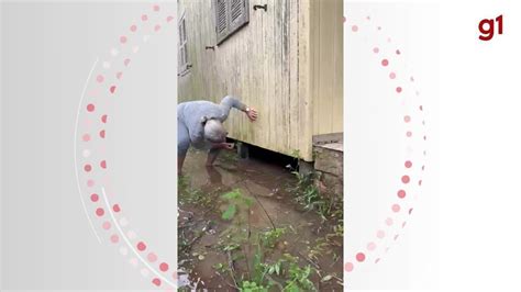 Filhotes de cachorros são resgatados embaixo de casa alagada no litoral