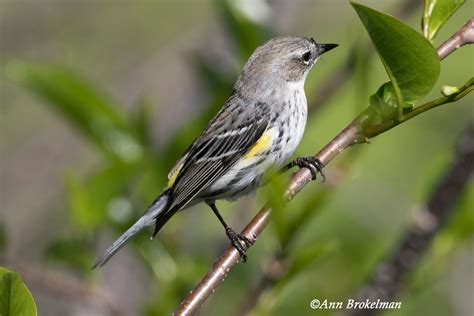 Ann Brokelman Photography Yellow Rumped Warbler In Florida