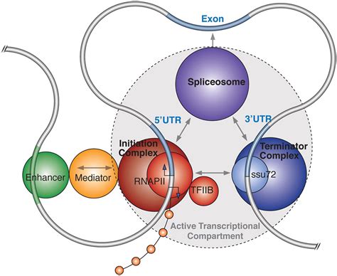 Understanding the regulatory and transcriptional complexity of the ... 