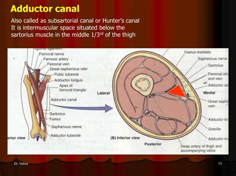 PPT Medial Compartment Of Thigh Adductor Or Subsartorial Canal