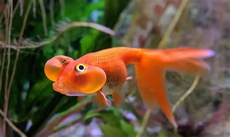 Goldfish Cloudy Eyes Causes Symptoms And Treatments