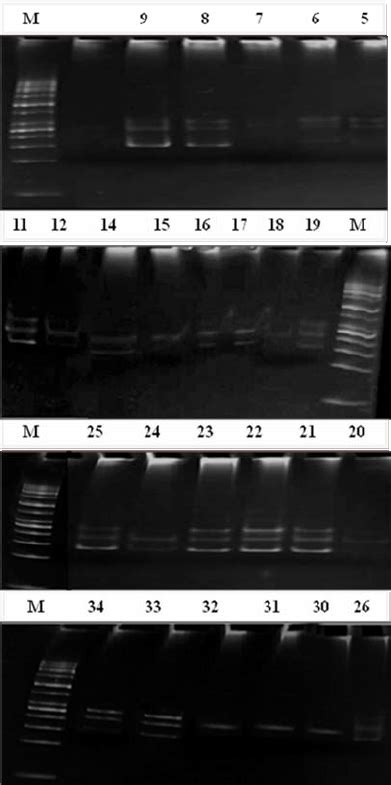 Pcr Sscp Analysis Of Bmp15 Gene 140 Bp In 25 Animals Lanes 5 6 7