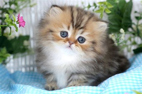 Golden Kittens | Shaded Golden Persian Kittens | Chinchilla Golden Persian KittensUltra Rare ...