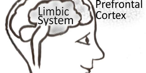 Maturation of the Prefrontal Cortex | Bridges2understanding