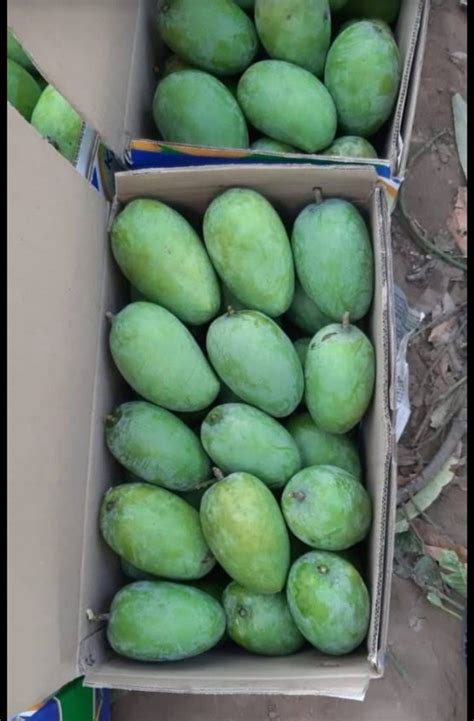 Yellow Organic Kesar Mango Carton Packaging Size 10 Kg At Best Price