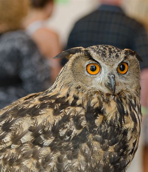 Female Great Horned Owl Scott Flickr