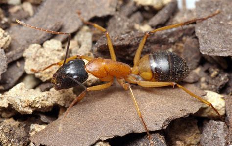 Banded Sugar Ant (Camponotus consobrinus)