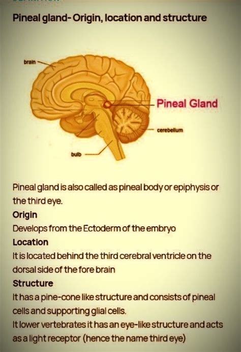 Pineal Gland Description In 2023 Pineal Gland Facts Brain Facts