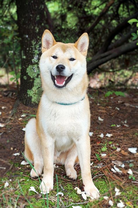 Shiba Inu vs Akita - A Detailed Comparison Of Both Dog Breeds!