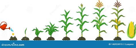 Life Cycle Of Corn Maize Plant Growth Stages From Seed To Flowering